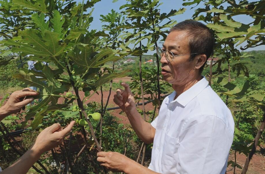 党建引领乡村振兴丨罗钦：发展特色种植业 蹚出乡村振兴新路子