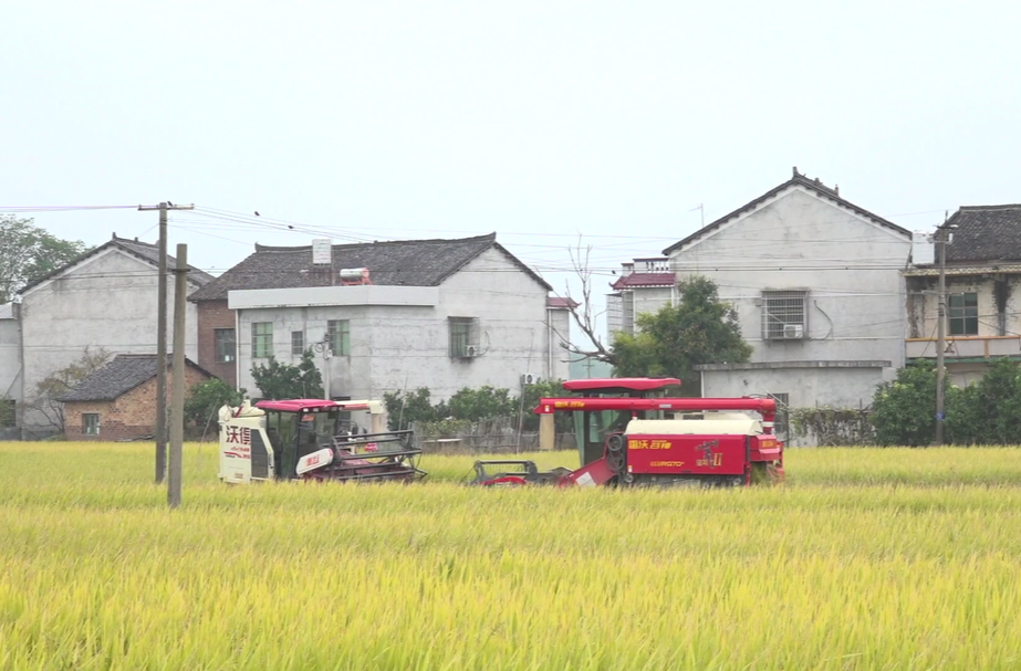 衡阳县：“三一工程”核心示范区双季稻亩产1204.2公斤 超额完成预期目标