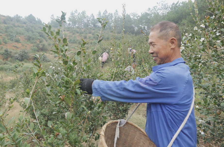 乡村振兴｜集兵镇：满山枝头结硕果  油茶丰收采摘忙