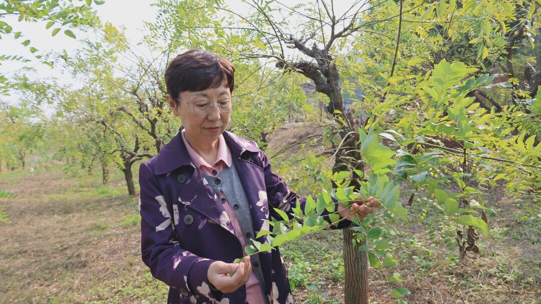 北京中医药大学中药学院来我县开展金槐产业发展调研等工作