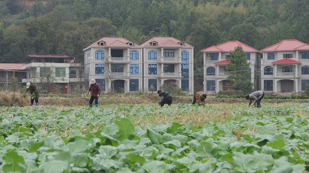 乡村振兴｜库宗桥镇：油菜移栽正当时  静待初春好风景