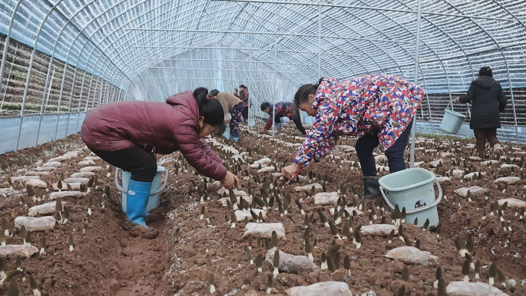 新春走基层丨羊肚菌采摘上市 村企联建开辟致富“新路子”