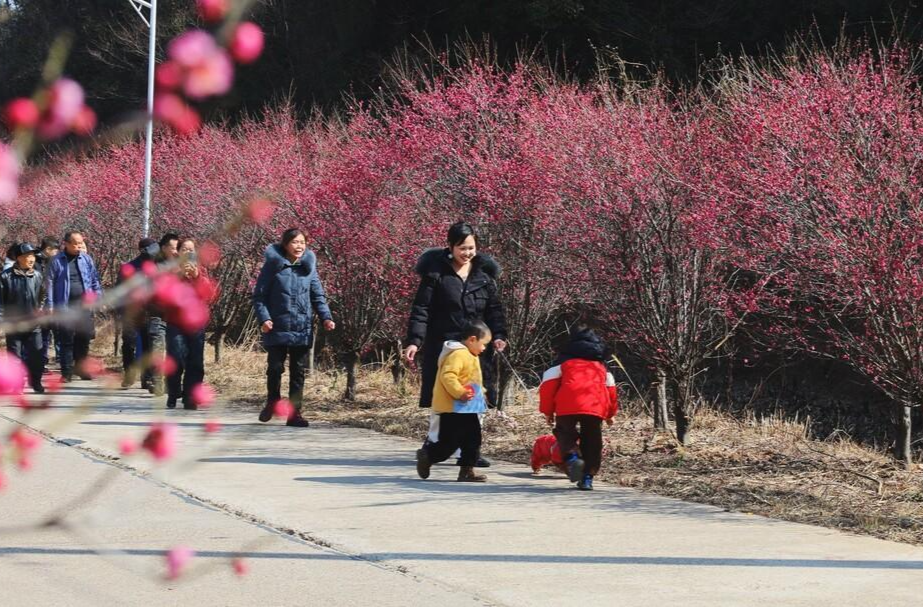 春日美景｜杉桥镇：梅花盛开香满径  游人寻香踏春来