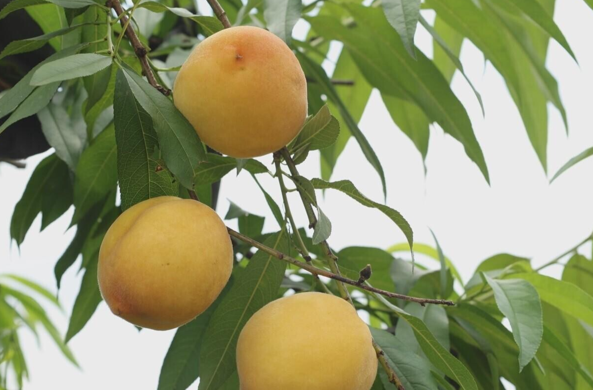 乡村振兴 | 板市乡：早熟黄桃抢“鲜”上市 初夏甜蜜来袭