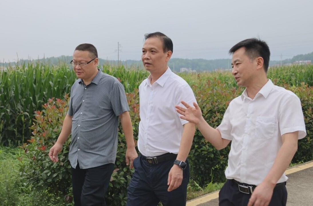 杨峰到关市镇调研  持续提升产业能级 激活乡村振兴新动能