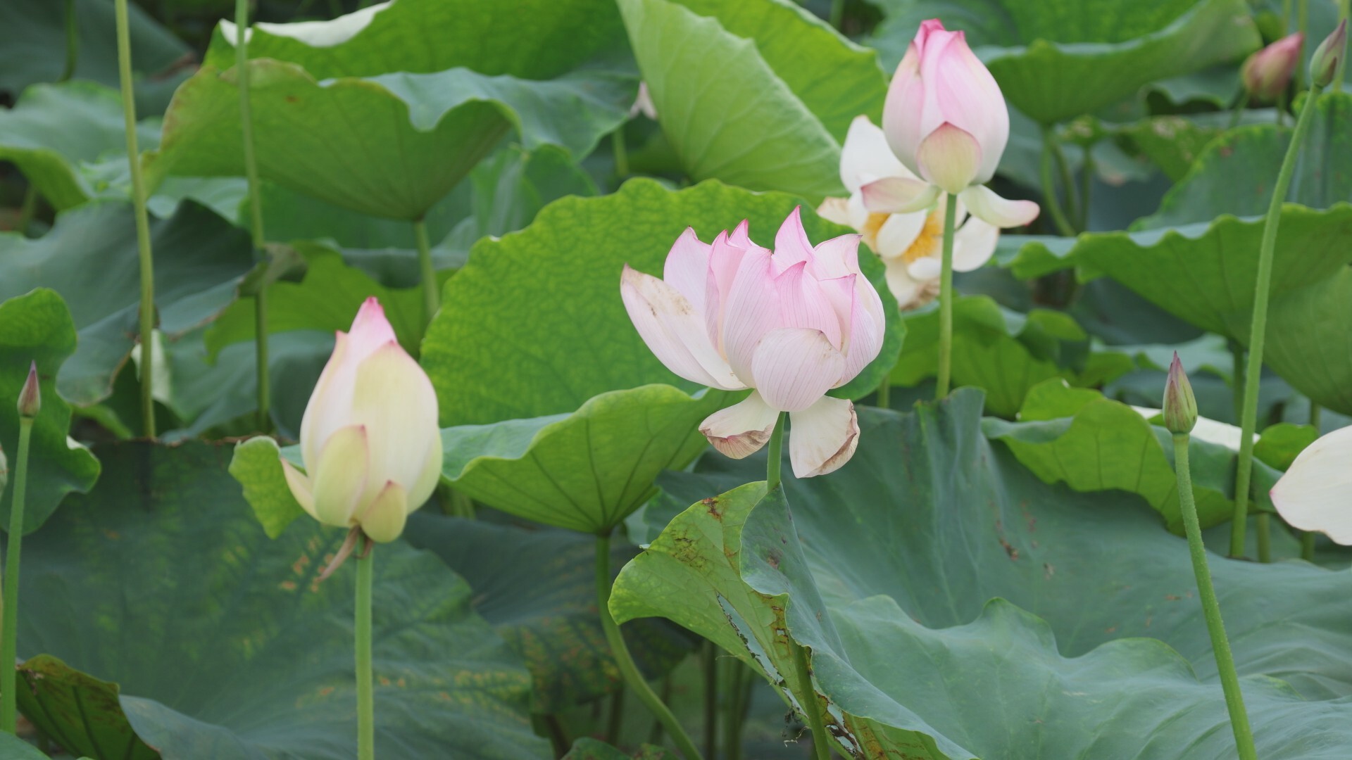 鄉(xiāng)村振興 | 荷花盛開入畫來(lái)  “蓮”通產(chǎn)業(yè)致富路