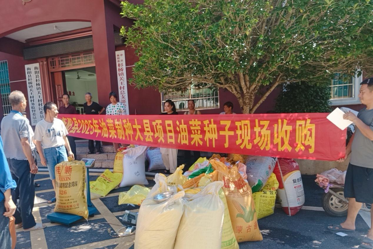 我縣2025年油菜制種種子收購工作全面啟動
