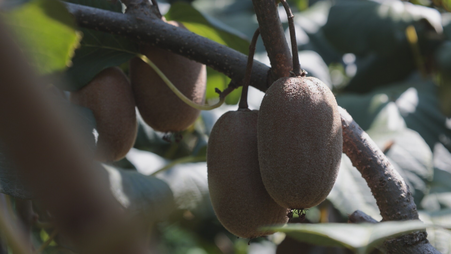乡村振兴｜三湖镇：猕猴桃喜迎丰收，特色产业带动村民增收