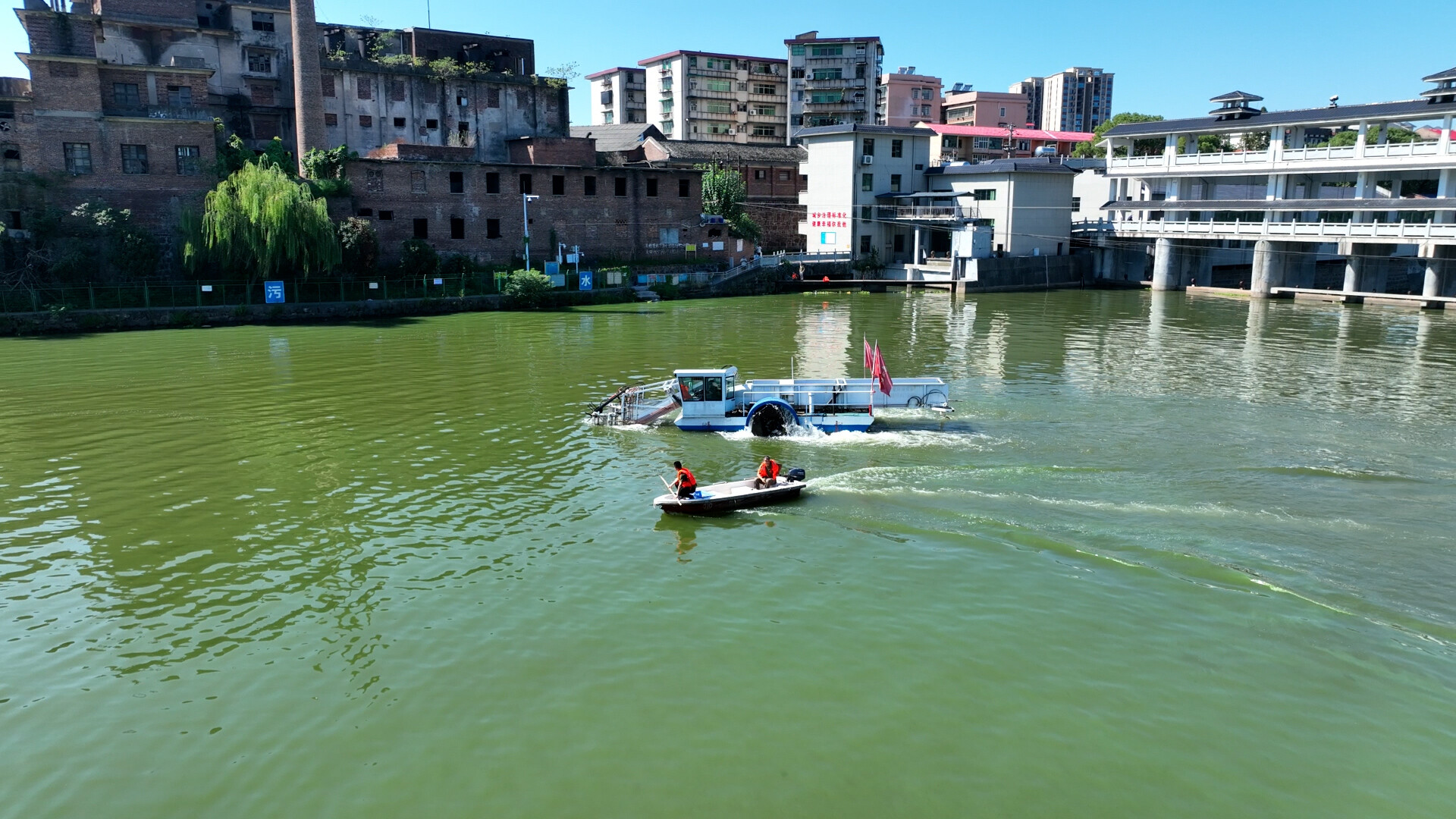 五大行动启新程·城乡面貌提升｜县水利局：全力治理蓝藻，守护碧水清波