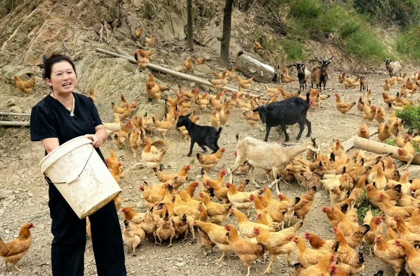 衡阳县廖双燕：深山养鸡十一年 坚强母亲撑起一个家