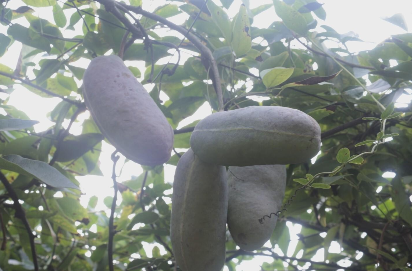 乡村振兴 | 岘山镇：八月瓜喜获丰收 野果变身“致富果”