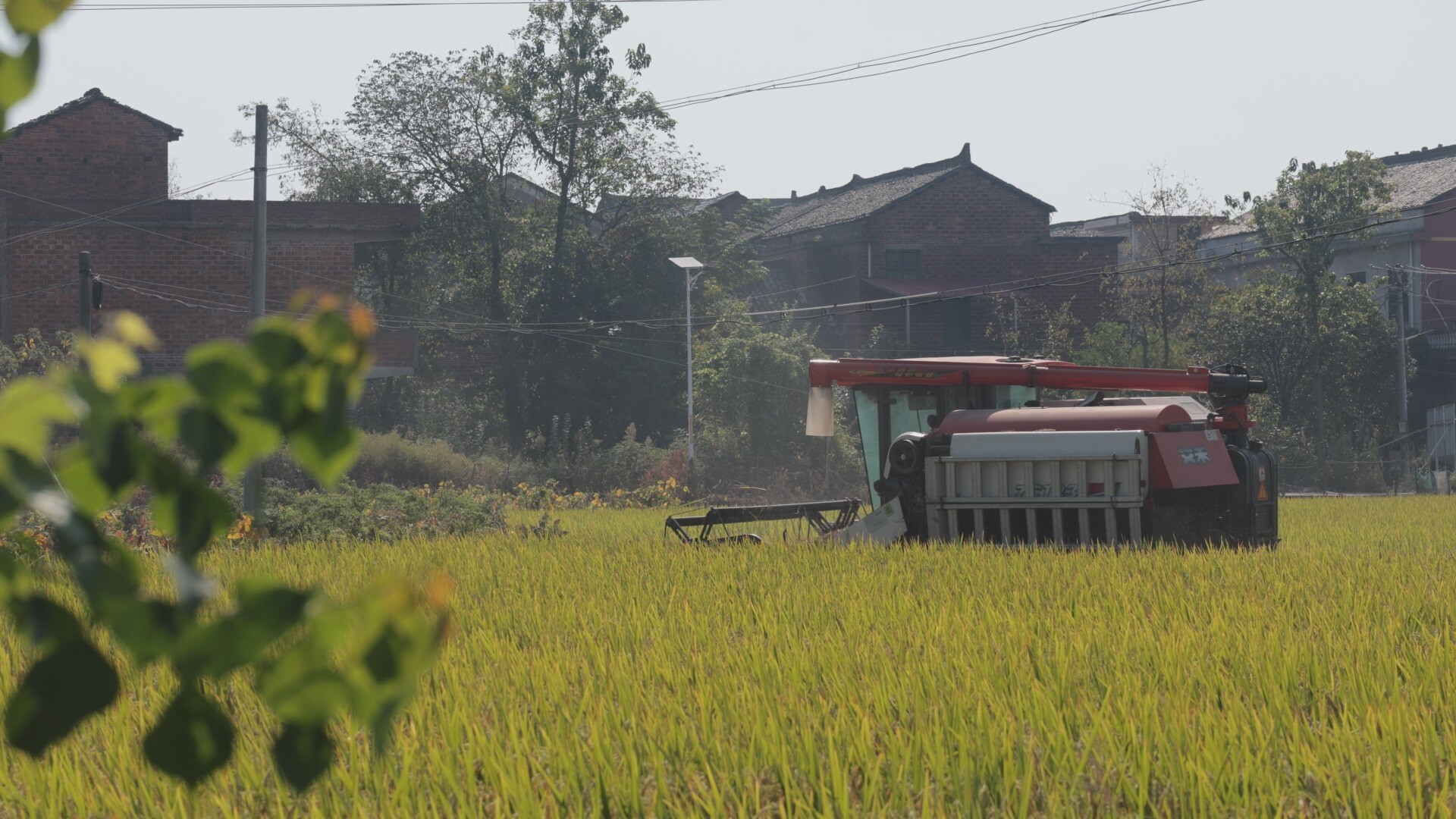 乡村振兴 |  我县48万亩晚稻进入收割期  田野奏响“丰收曲”