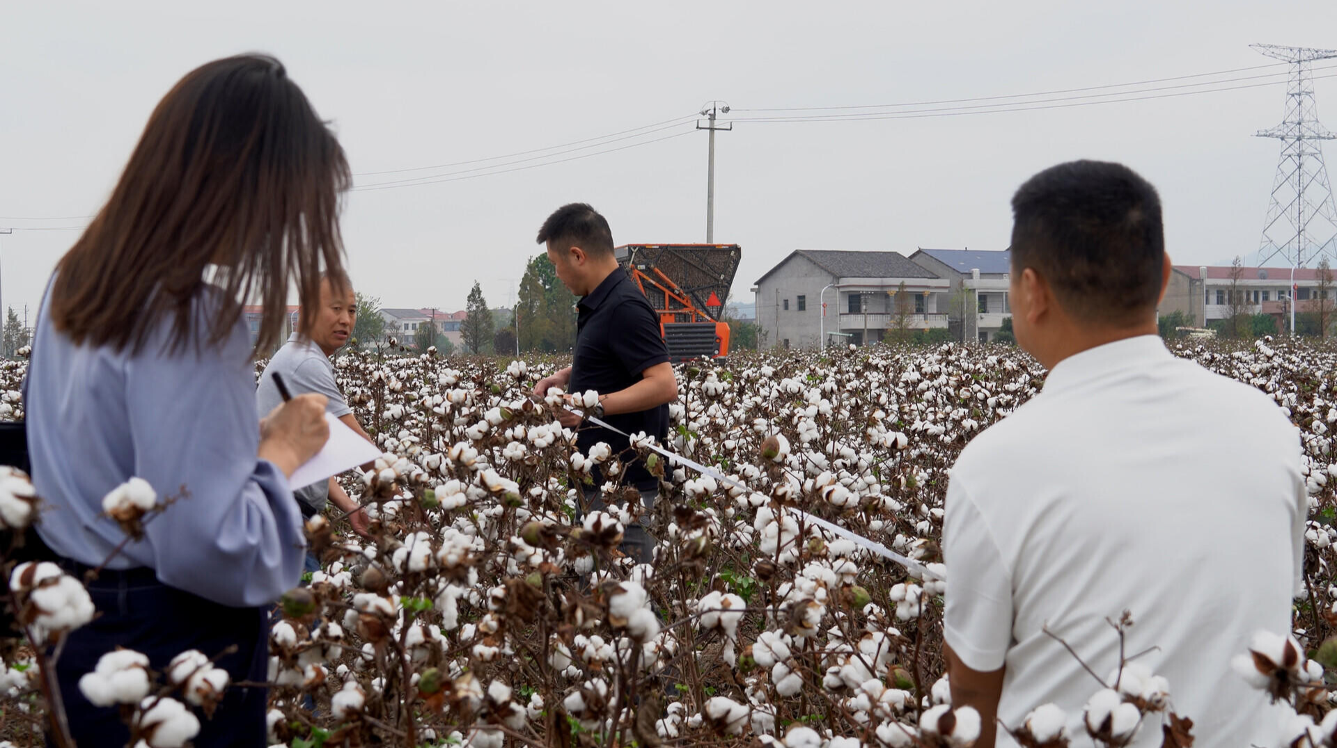 2025年衡阳盆地棉区棉花机收现场观摩暨机采棉关键栽培技术交流会在衡阳县召开