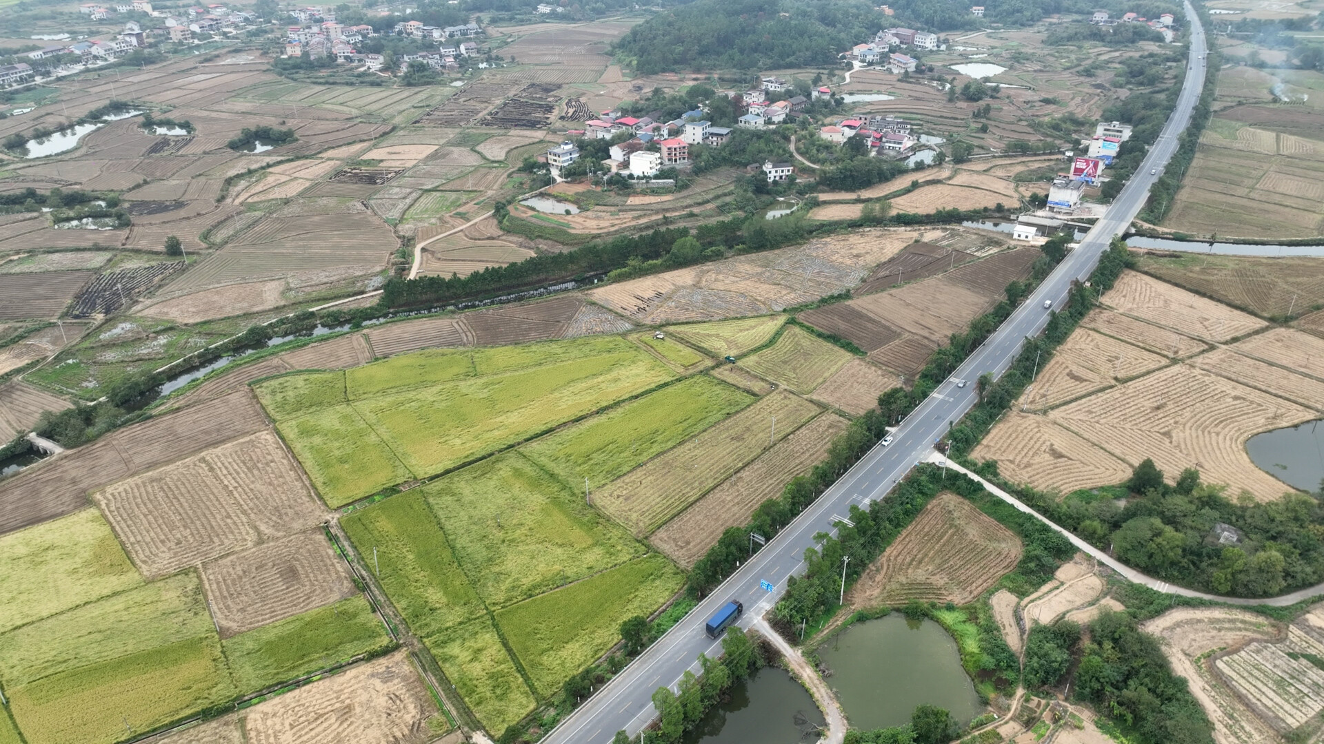 乡村振兴 | 演陂镇：金稻千重浪 丰收正当时