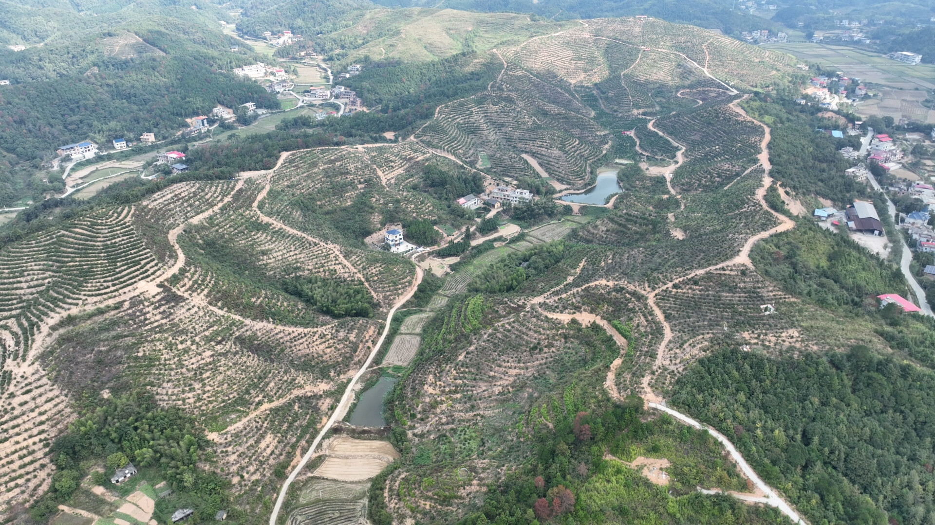 乡村振兴 | 我县59万亩油茶进入采收期  科技赋能油茶产业高质量发展