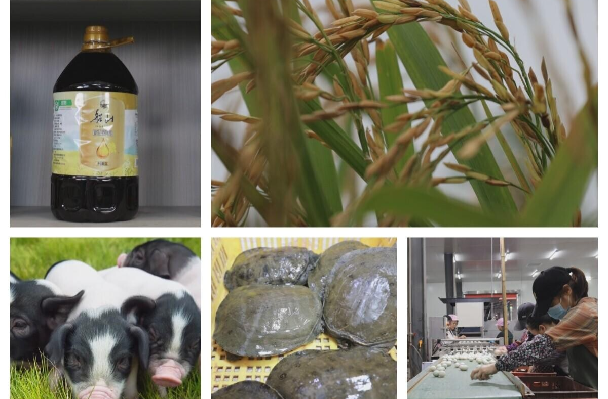 高质量发展 | 农产品加工业提质增效 激活县域经济新动能