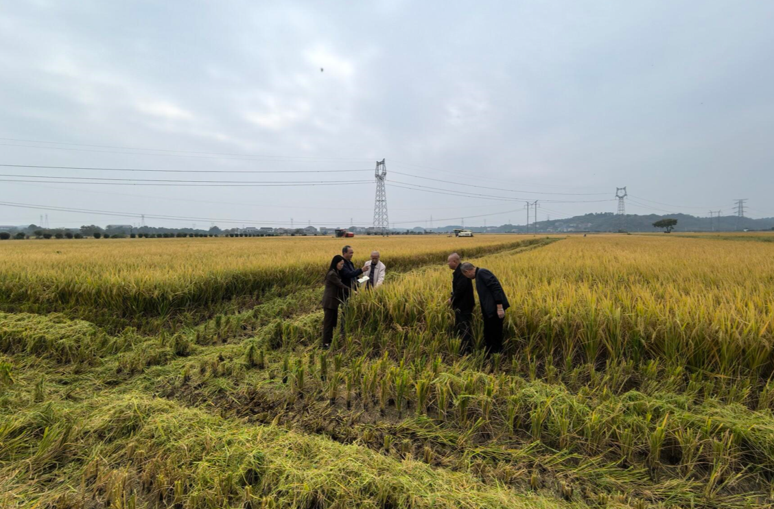 我县“三一工程”核心示范区晚稻丰收 两季平均亩产1231.4公斤