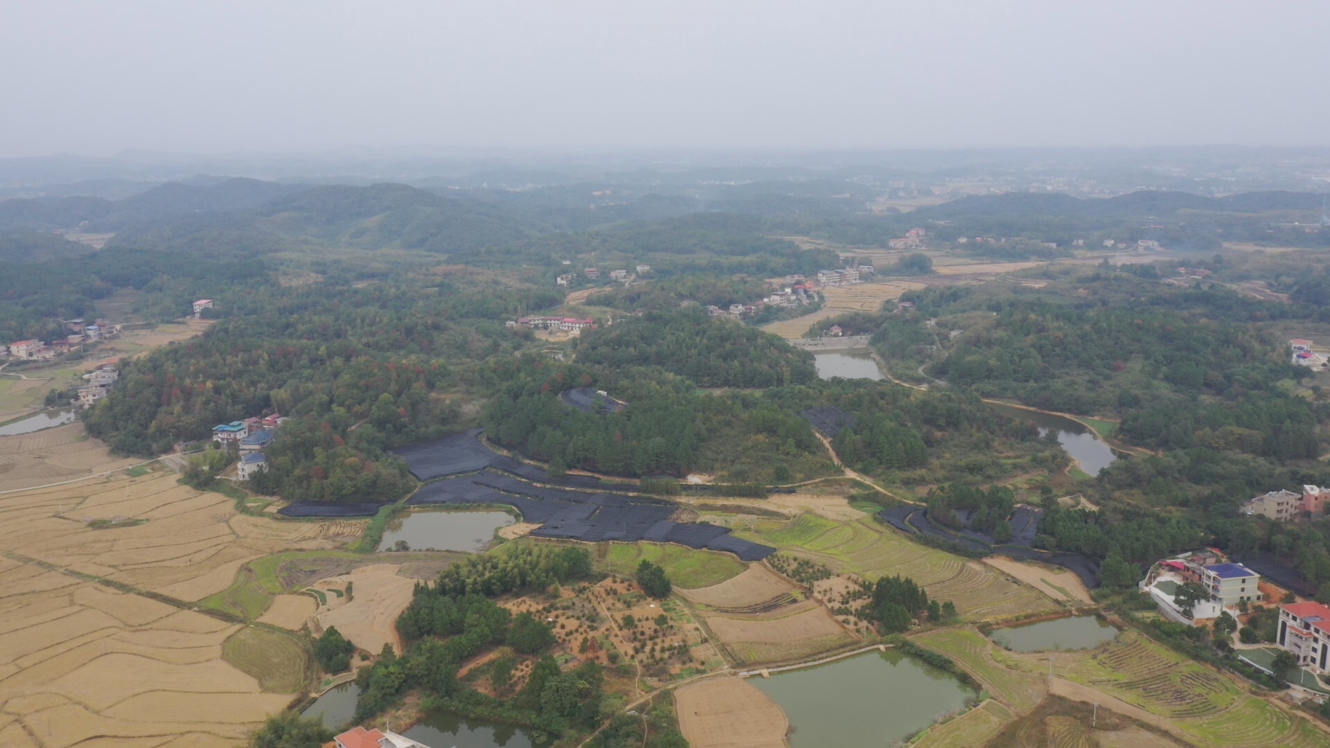 乡村振兴丨库宗桥镇：淫羊藿迎丰收，特色中药材助农增收