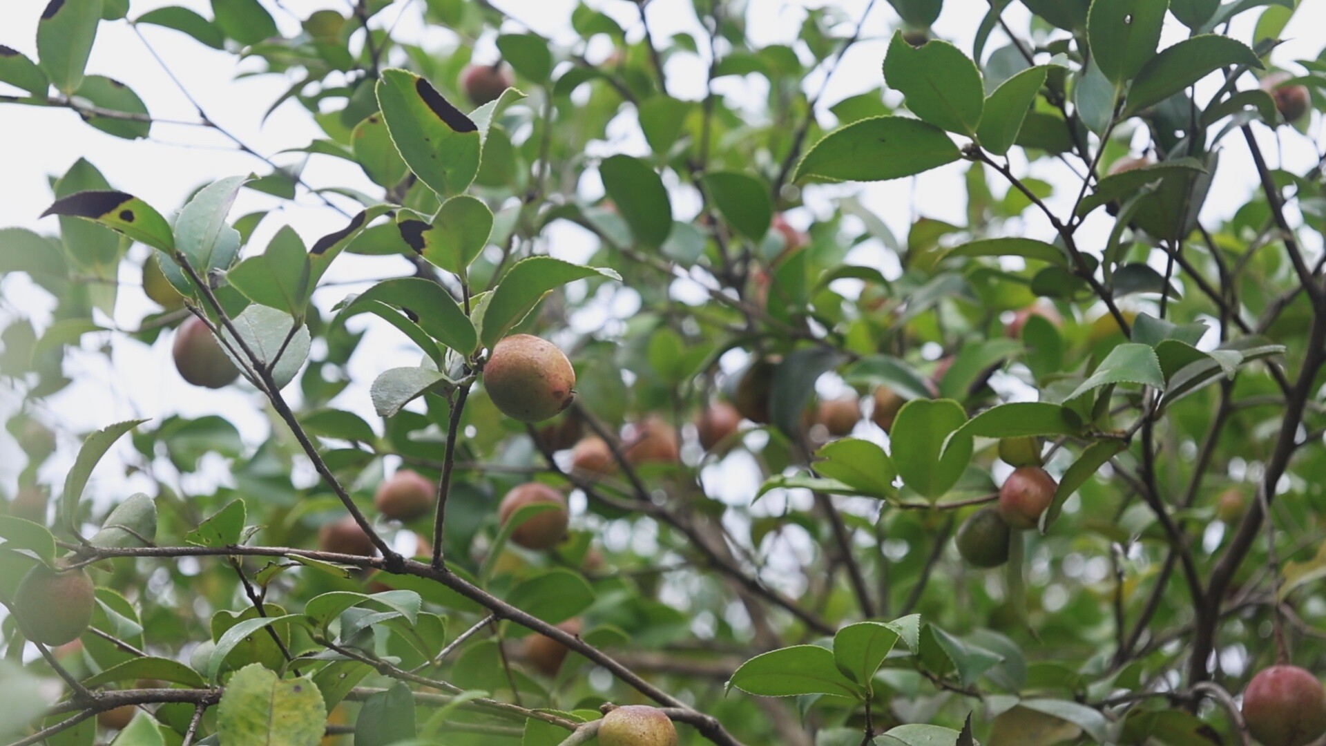 乡村振兴 | 大安乡：油茶漫山飘香 农户抢收“黄金果”
