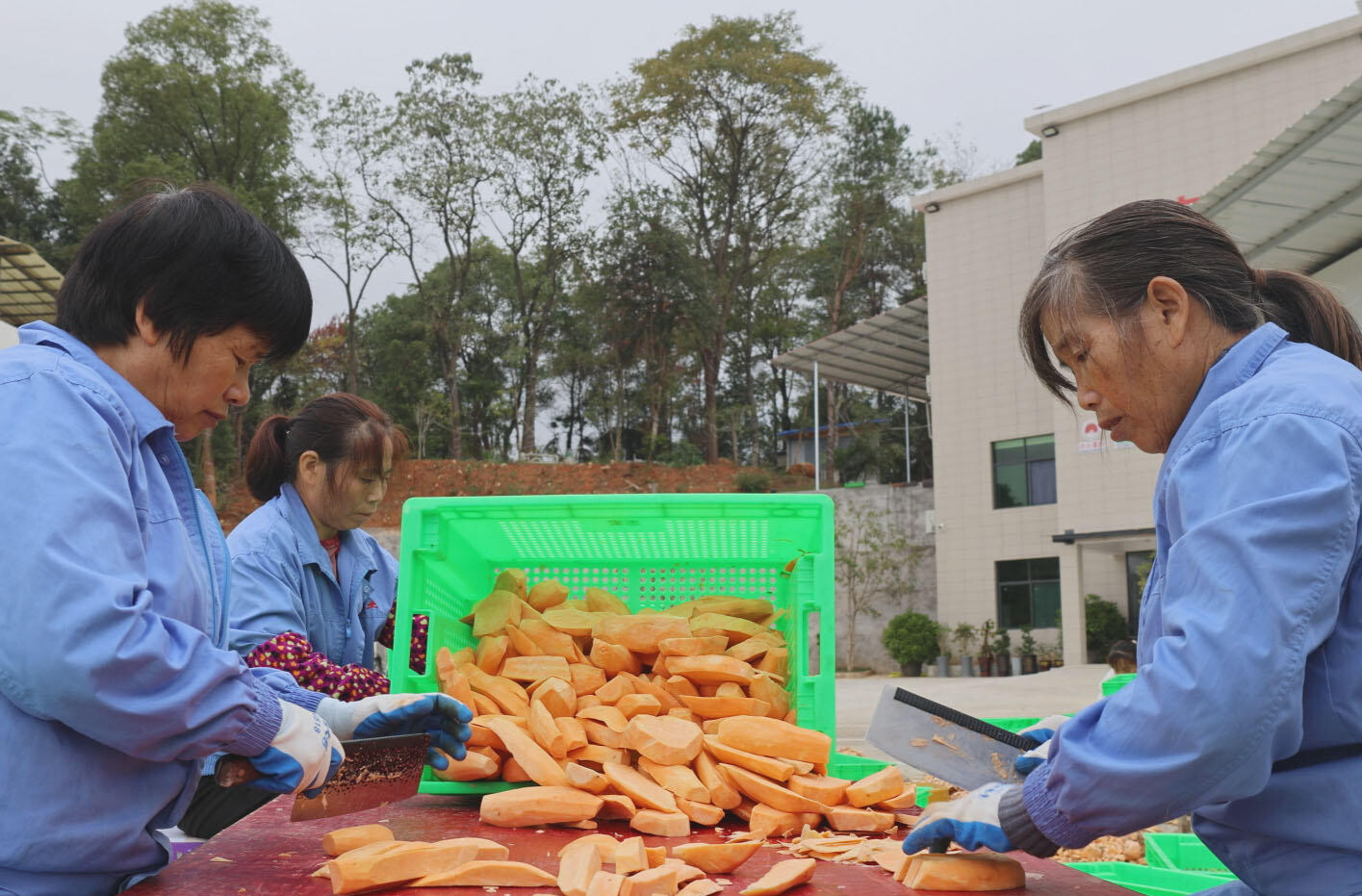 乡村振兴 | 井头镇：红薯丰收“甜蜜蜜” 特色产业添活力
