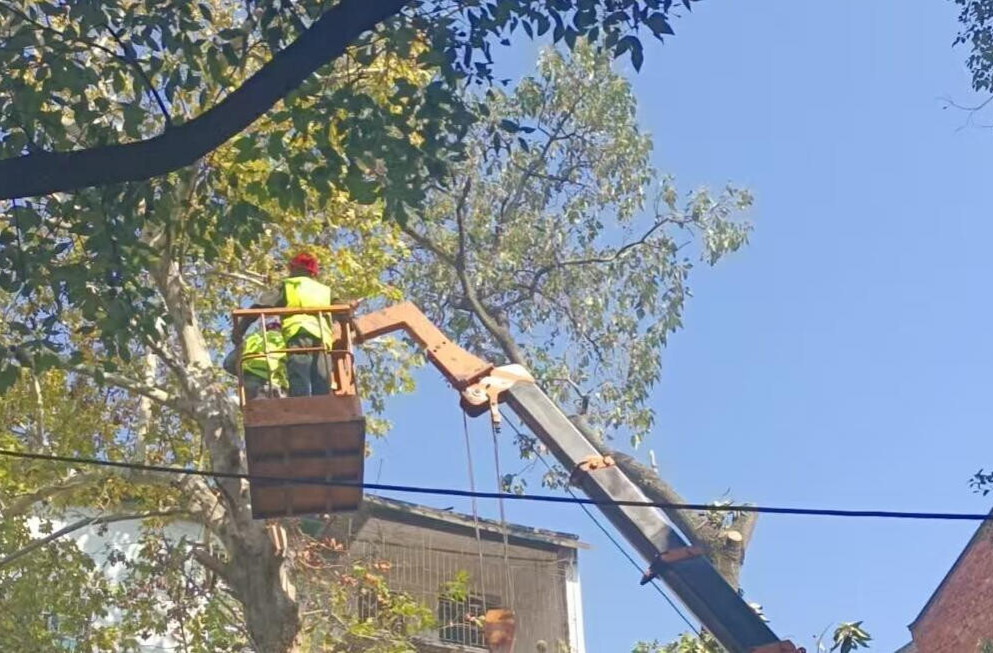 ​县园林绿化所：快速处置城区危树为民解忧