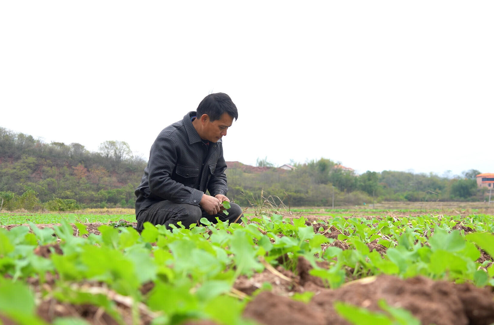 我县强化田间管理 确保油菜稳产丰收