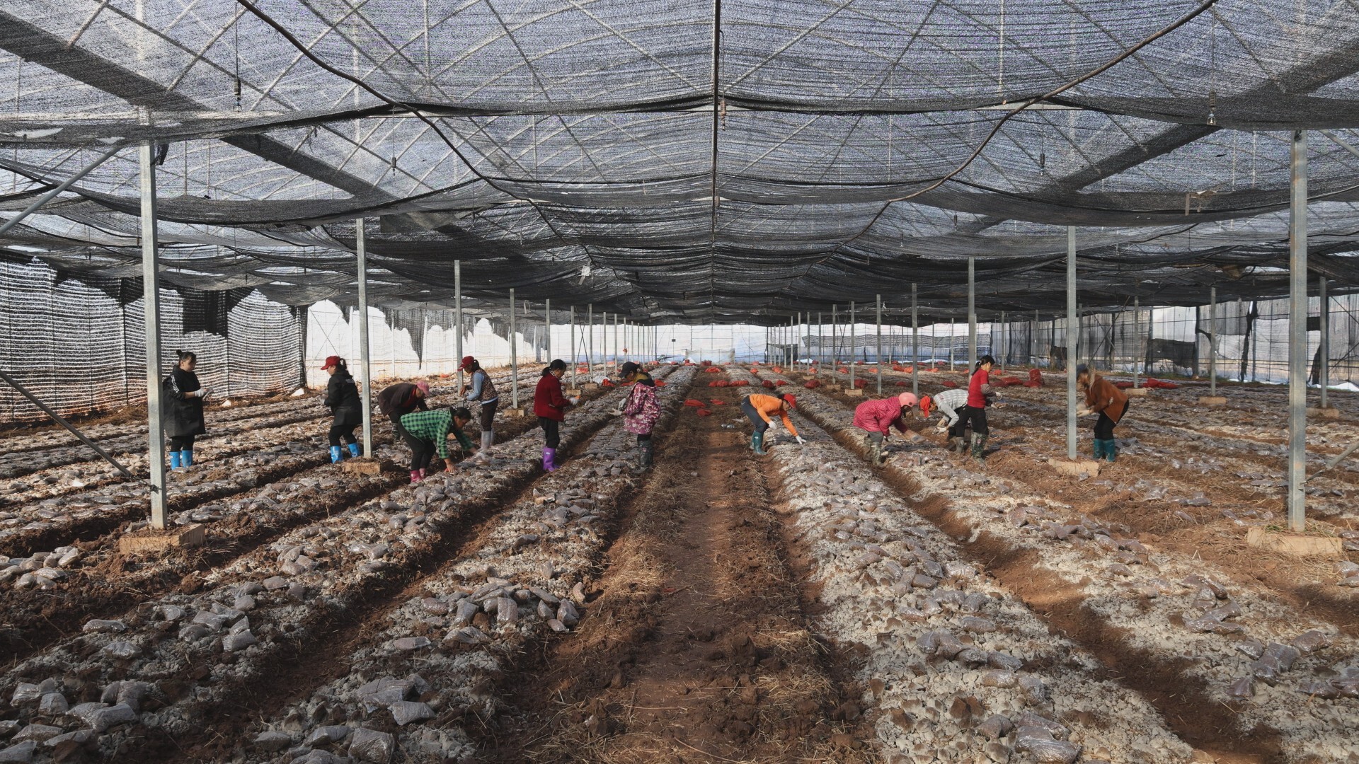 乡村振兴 | 冬闲棚变身“增收棚” 羊肚菌种出好“钱景”