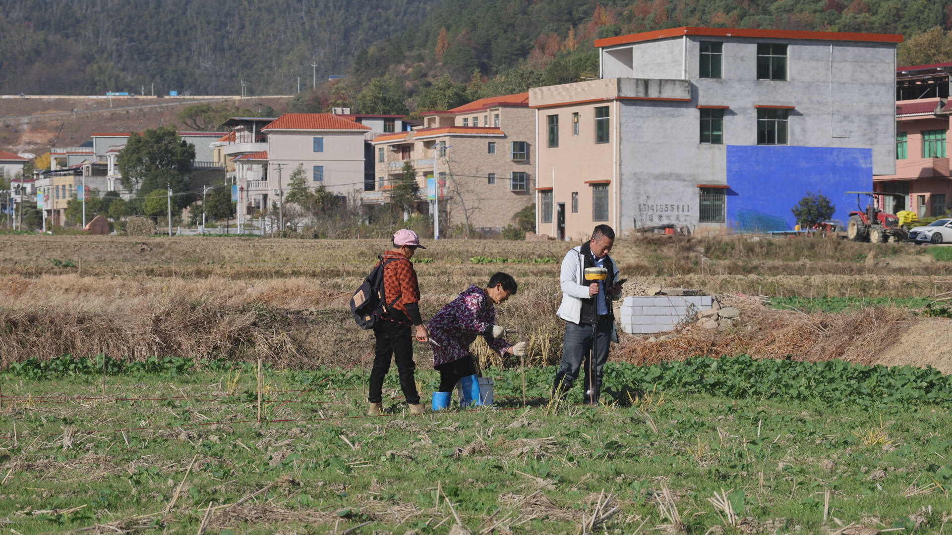 库宗桥镇：田间“织锦绣”，静待花开绘“丰”景