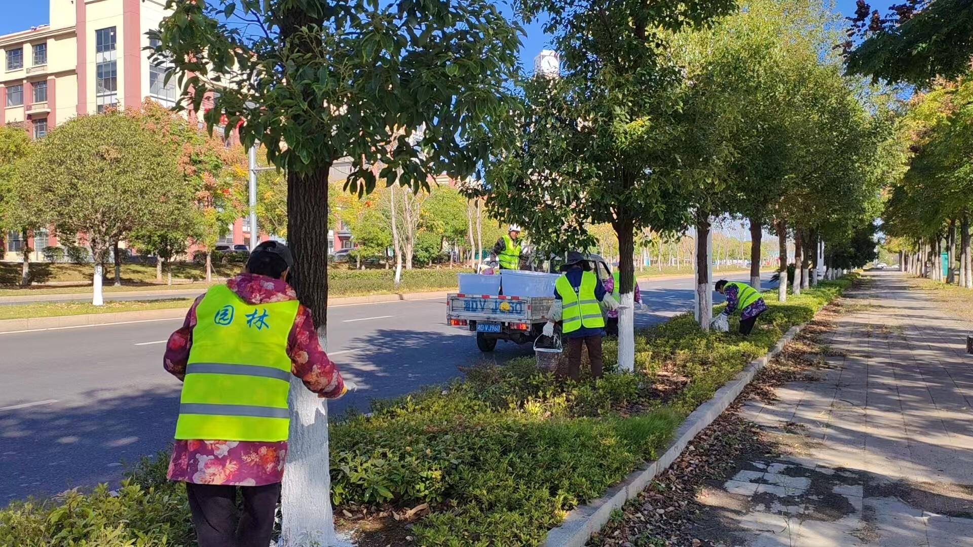 衡阳县园林绿化所：为树木“穿新衣”  守护绿植安全越冬