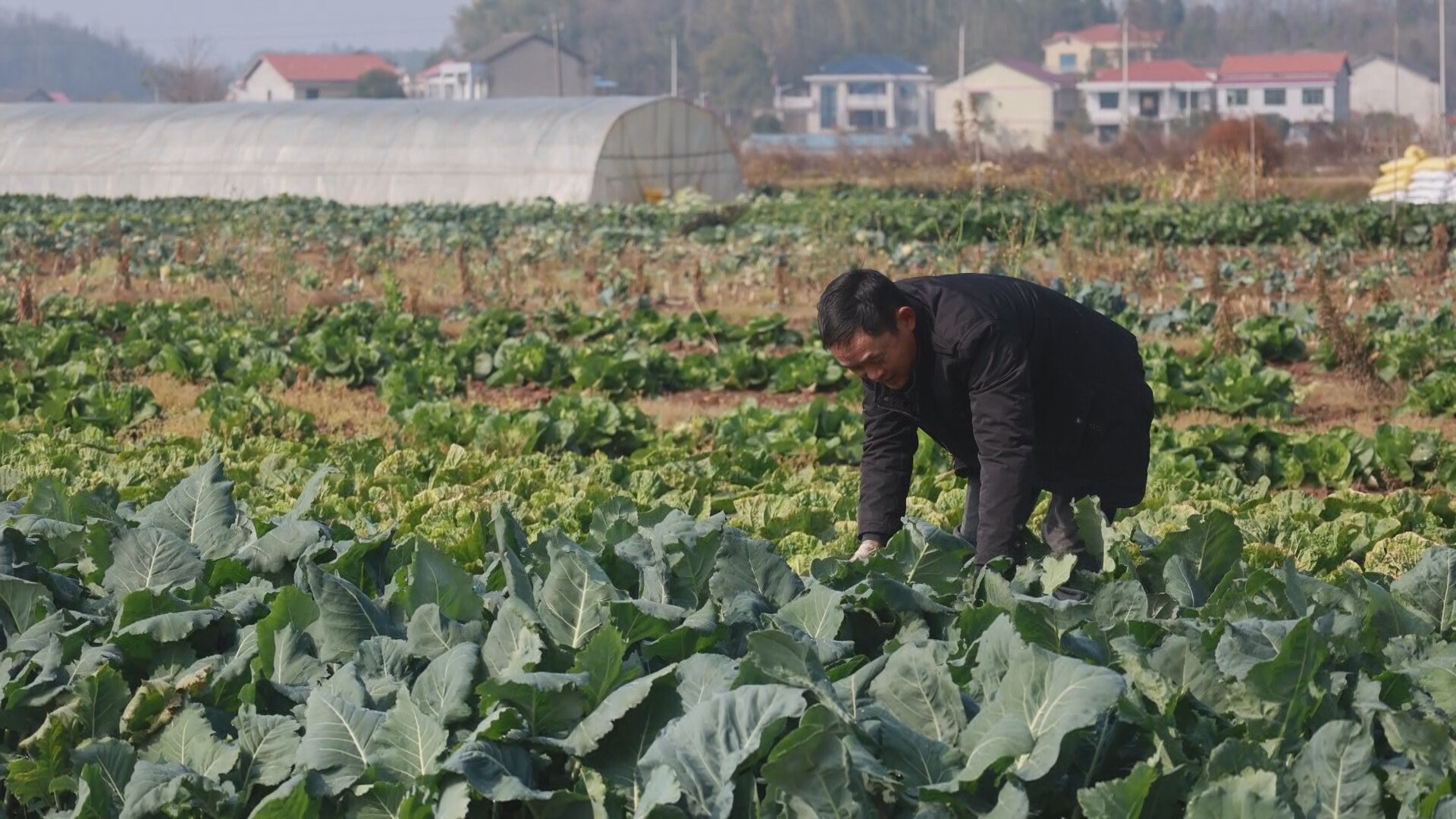 西渡镇：冬日田间采收忙 特色蔬菜助增收