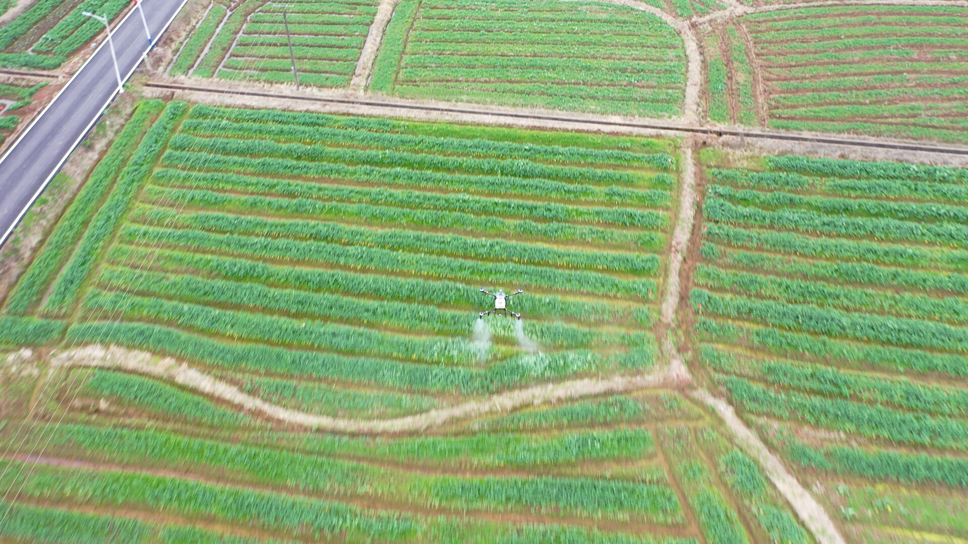 栏垅乡：寒潮来袭 油菜冬管筑牢抗寒防线