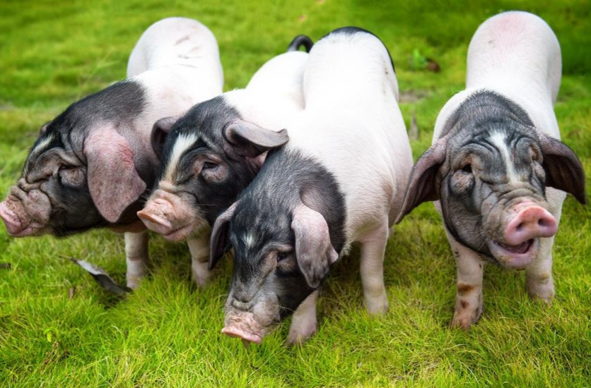 蒸阳年味·好物迎春｜衡阳县年货节火爆开启！四大亮点抢先看！