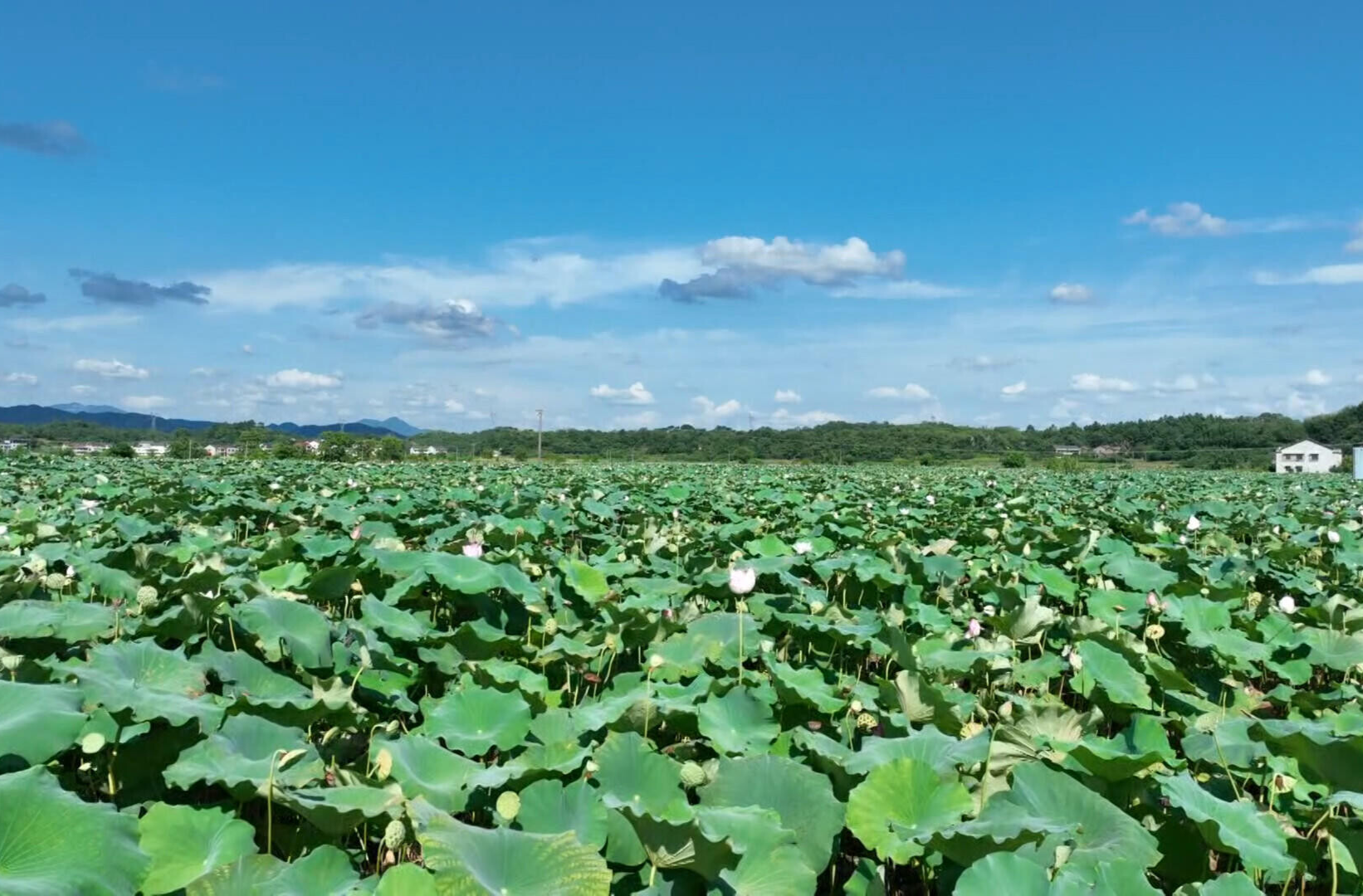 蒸阳滋味 新春好礼 | 台源乌莲凝匠心 蒸阳好礼传温情