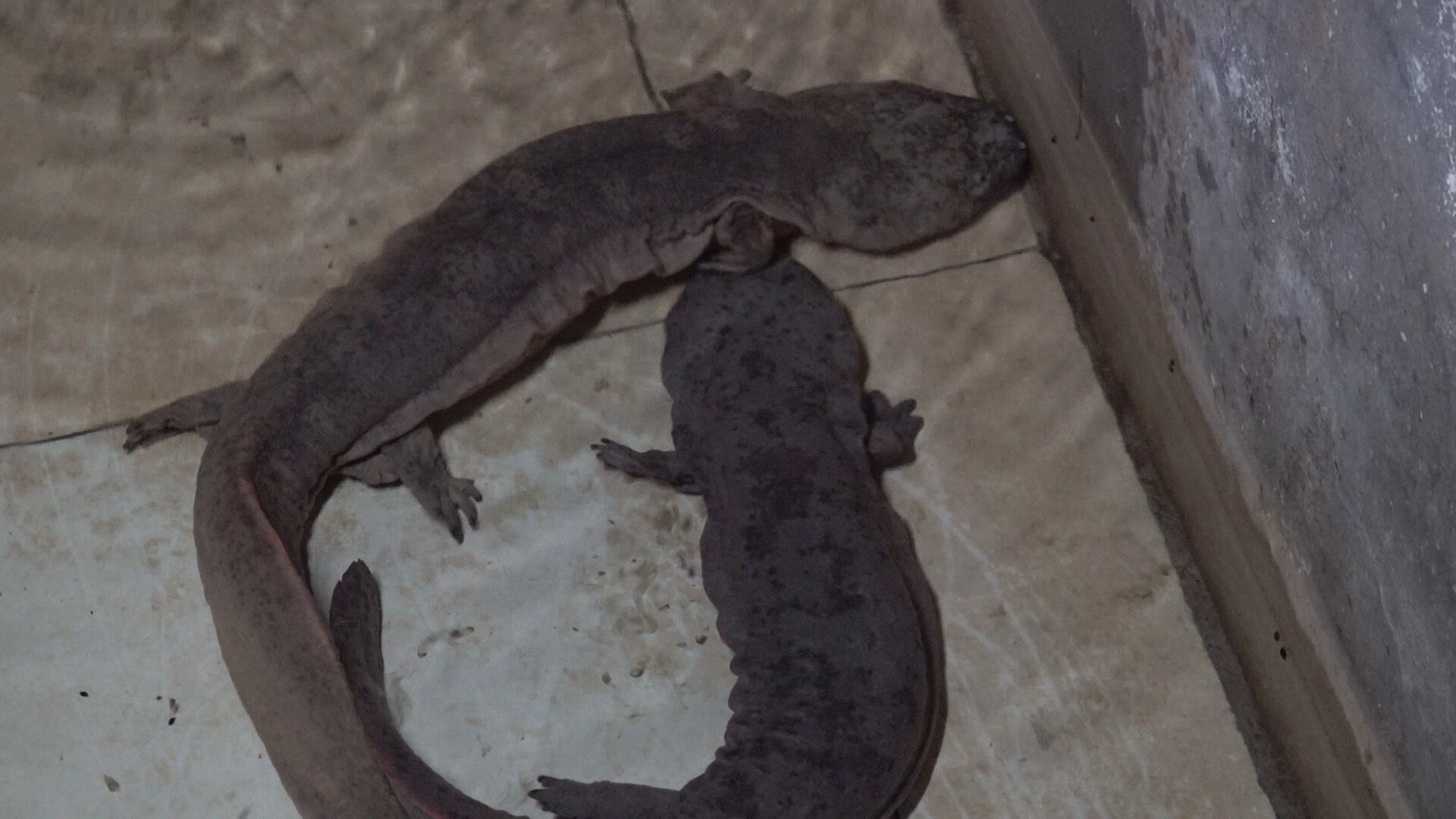 蒸阳滋味 新春好礼 | 千年珍鲵藏蒸阳 生态美味成佳礼