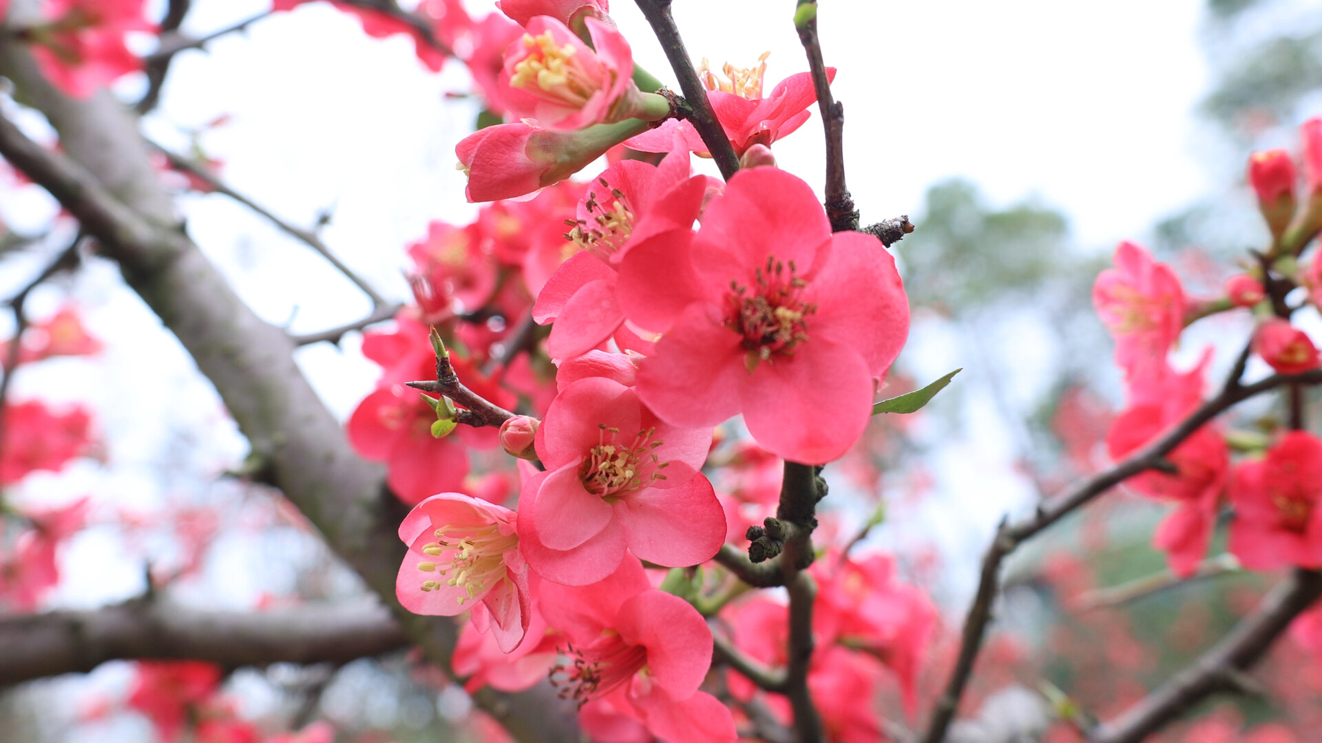 春日美景 | 海棠花开春意浓 踏青赏花正当时