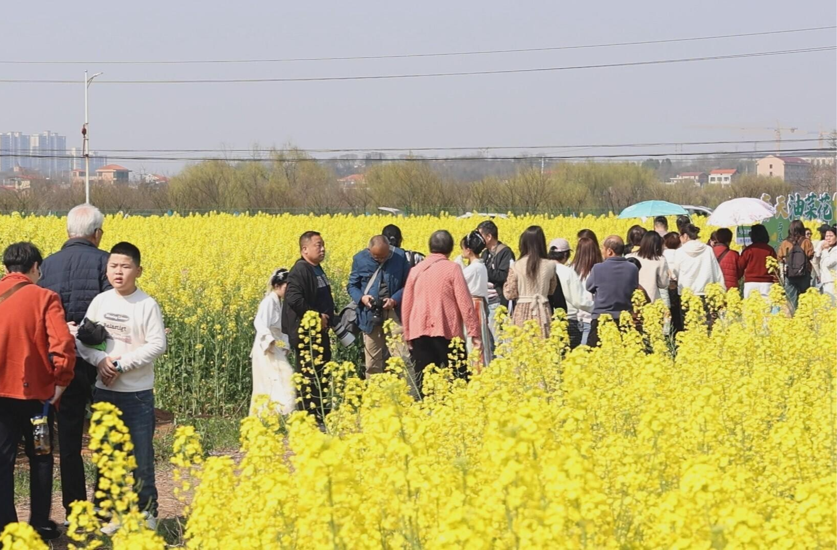 醉美花海 蒸阳等你｜梅花村：花海“巡游”欢乐多 乡村旅游人气旺