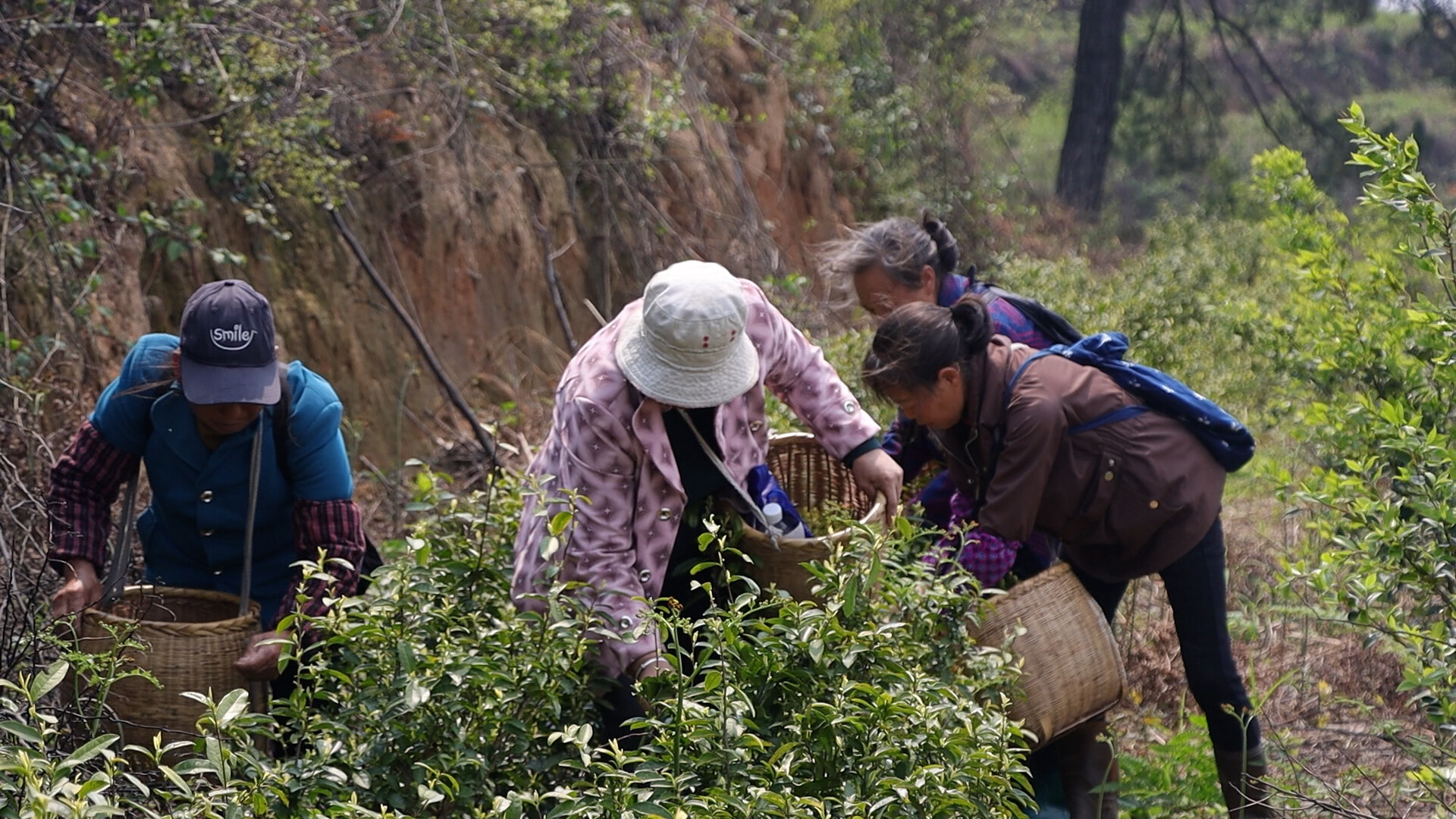 岣嵝乡：4000亩春茶喜获丰收 生态种植擦亮“湘茶”金字招牌