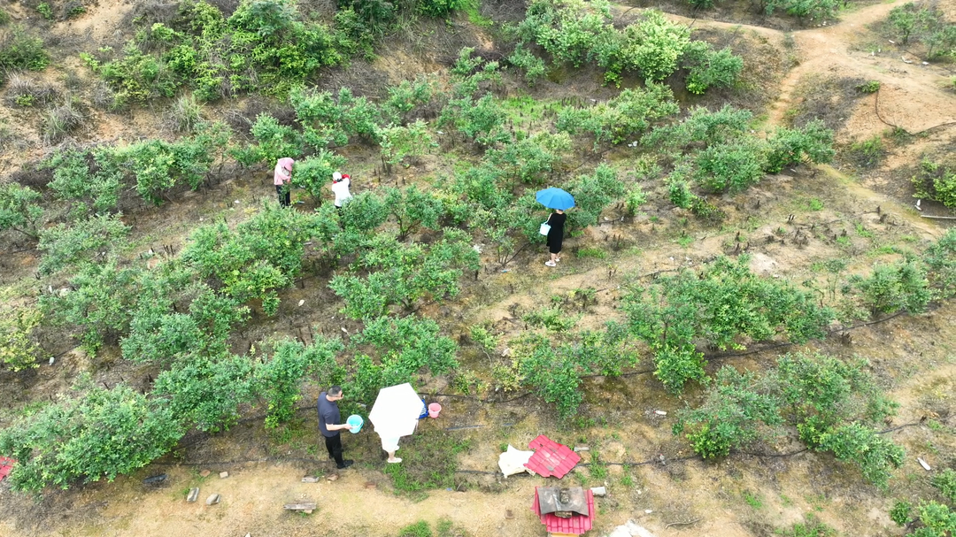 乡村振兴｜金兰镇：蓝莓果盈枝 山野溢清香