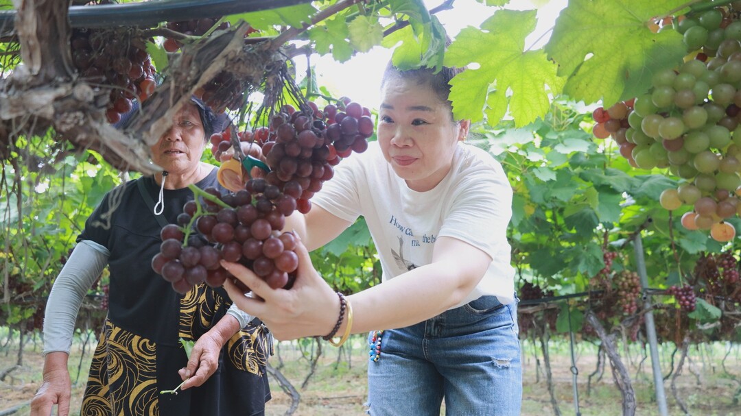 库宗桥镇：生态种养结硕果 采摘经济富乡村