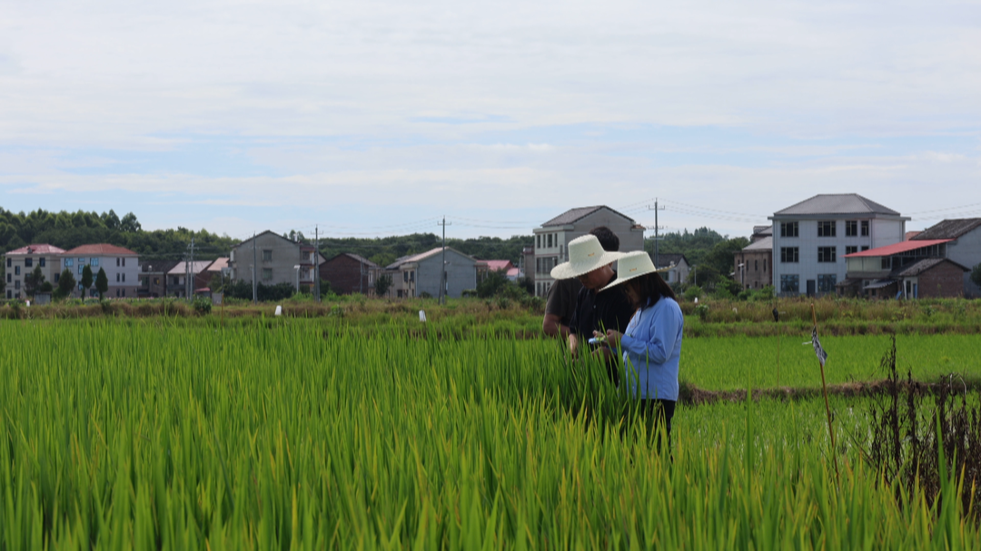 打好“虫口夺粮”攻坚战 | 我县科学防控水稻病虫害 保障粮食稳产丰收